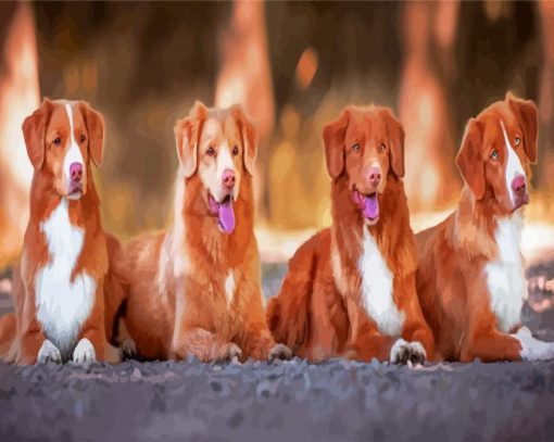 Tollers Dogs paint by numbers