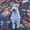 Wire Fox Terrier paint by numbers