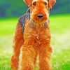 Airedale Terrier Brown Dog Paint By Number