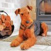 Airedale Terrier Dog Sitting Paint By Number