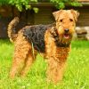 Airedale Terrier Dog Breed Paint By Number