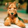 Airedale Terrier Paint By Number