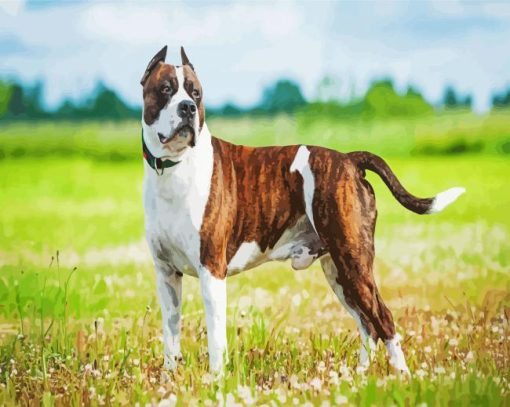 American Staffordshire Terrier paint by numbers