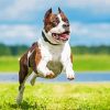 American Staffordshire Terrier Running paint by numbers