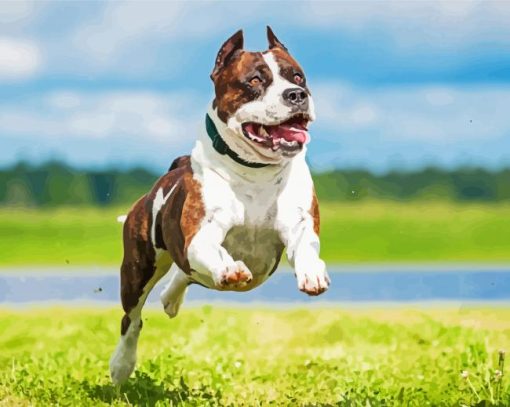 American Staffordshire Terrier Running paint by numbers