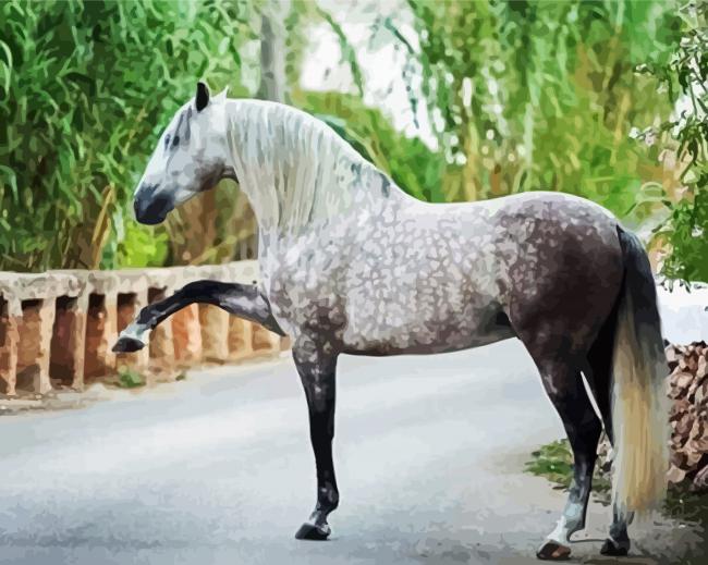 Andalusian Horse Animal paint by numbers