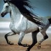 Andalusian Horse Running paint by numbers