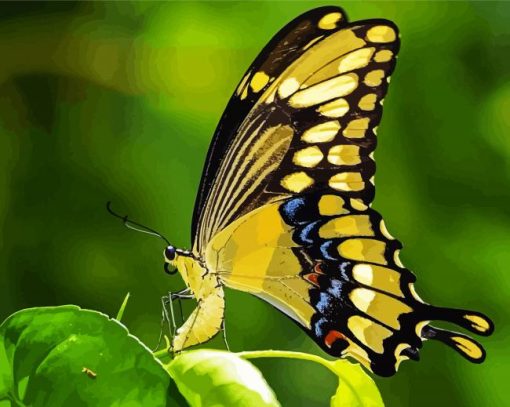 Anise Swallowtail Butterfly Paint By Number