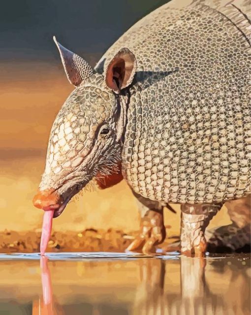 Armadillo Animal Drinking Water paint by numbers