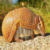 Armadillo In The Desert paint by numbers