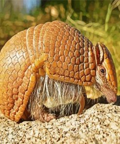 Armadillo In The Desert paint by numbers
