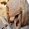 Armadillo Animal paint by numbers