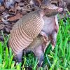 Armadillo paint by numbers