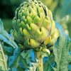 Artichoke Plant paint by numbers