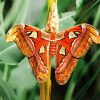 Atlas Moth Butterfly Paint By Number