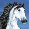 Beautiful Andalusian Horse paint by numbers