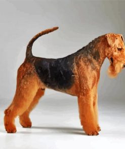 Black And Brown Airedale Terrier Paint By Number