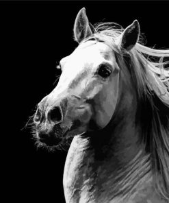Black And White Andalusian Horse Paint By Number