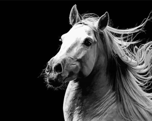 Black And White Andalusian Horse Paint By Number