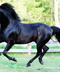 Black Morgan Horse Paint By Number