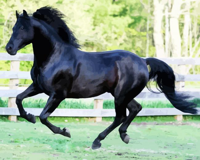 Black Morgan Horse Paint By Number