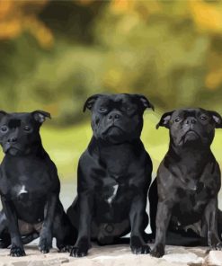 Black Staffordshire Bull Terrier Dogs Paint By Number