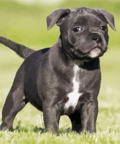 Black Staffordshire Bull Terrier Puppy Paint By Number