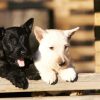 Black And White Scottish Terrier Dogs Paint By Number