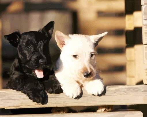 Black And White Scottish Terrier Dogs Paint By Number