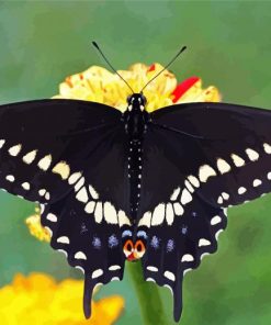 Black Swallowtail Butterfly Paint By Number