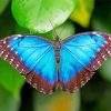 Blue Morpho Butterfly Insect Paint By Number