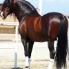 Brown Andalusian Horse Paint By Number