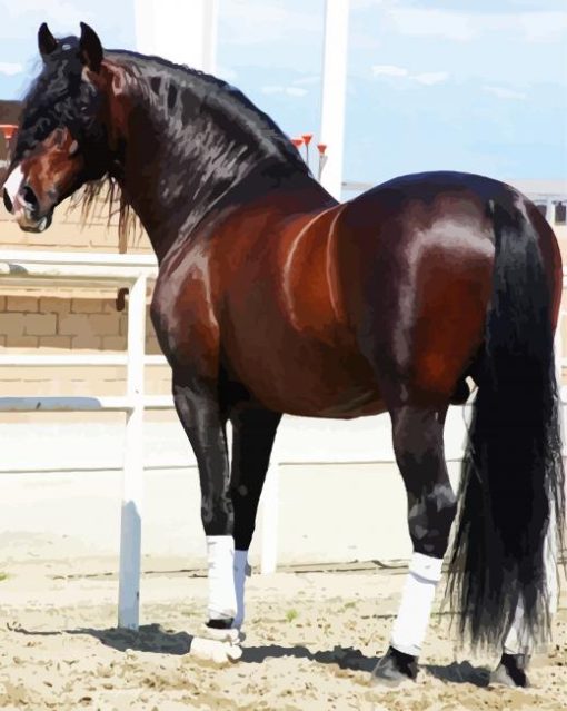 Brown Andalusian Horse Paint By Number