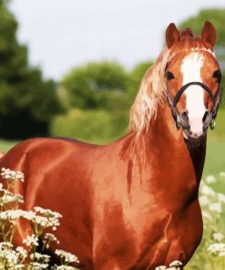 Brown Morgan Horse Paint By Number