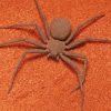 Brown Spider Paint By Number