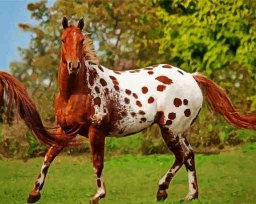 Brown Appaloosa Horse Paint By Number