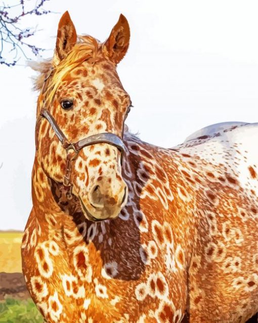 Brown Appaloosa Paint By Number