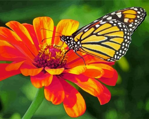 Butterfly On Zinnia paint by numbers