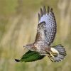 Buzzard Bird Flying Paint By Number