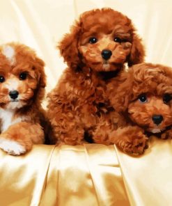 Cavoodle Dogs Family paint by numbers