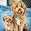 Cavoodle Dogs Paint By Number