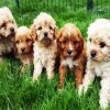Cavoodle Puppies Paint By Number