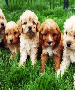 Cavoodle Puppies Paint By Number