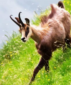 Chamois In Field Paint By Number