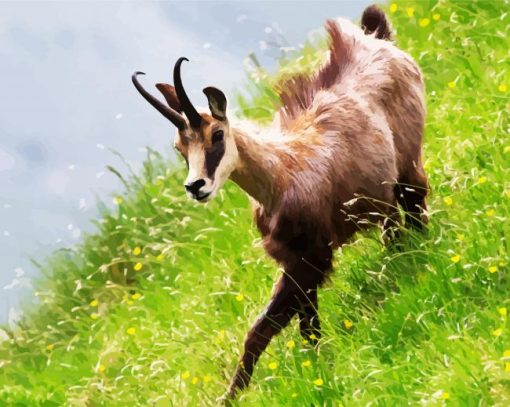 Chamois In Field Paint By Number
