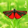 Cinnabar Moth Butterfly Paint By Number