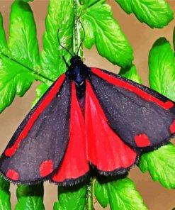 Cinnabar Moth Paint By Number