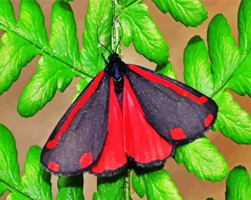 Cinnabar Moth Paint By Number