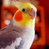Cockatiel Paint By Number