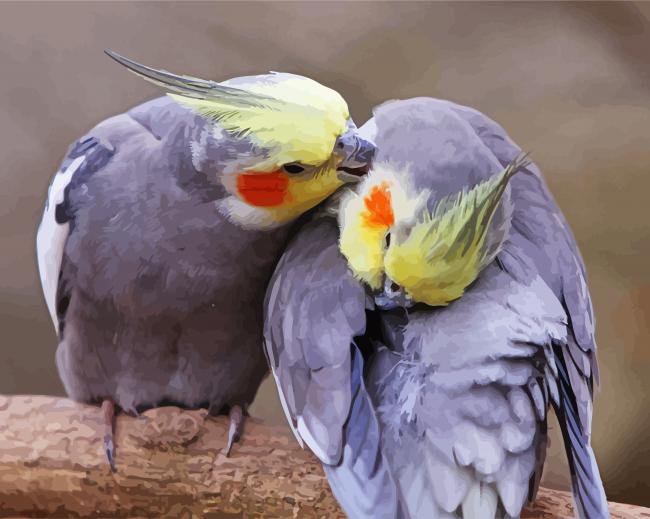 Cockatiels Couple paint by numbers